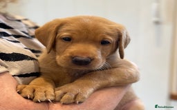 Labrador Retriever dogs for sale: REDUCED! FTCH sired KC fully health tested - Image 2