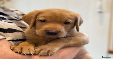 Labrador Retriever dogs - Advert 2