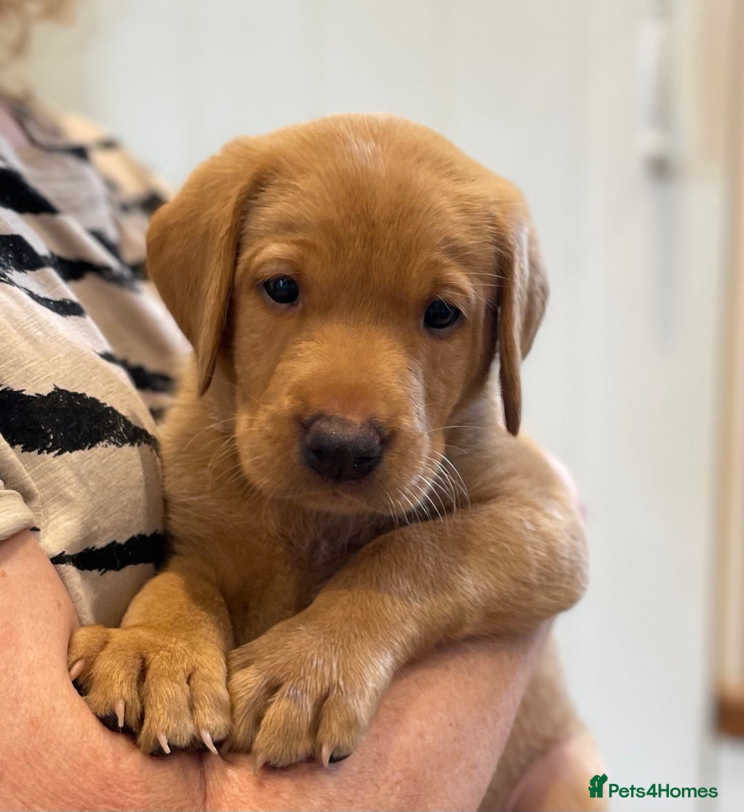 Labrador Retriever dogs for sale: REDUCED! FTCH sired KC fully health tested - Image 2
