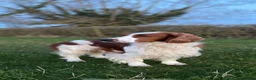Welsh Springer Spaniel dogs for sale: Beautiful Welsh Springer Spaniel Puppies For Sale - Advert 3
