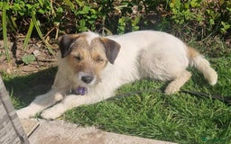 Mixed Breed dogs for adoption: Zori - Badersfield Norfolk  - Image 14