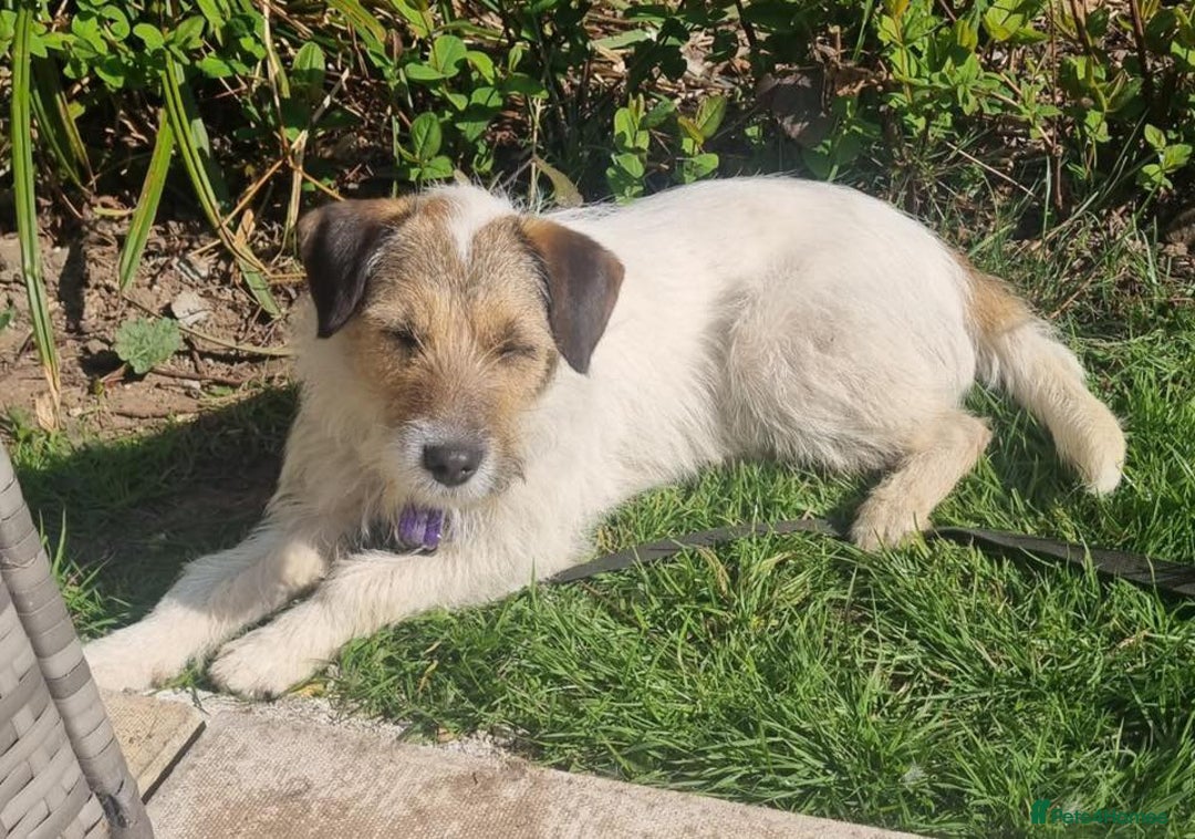 Mixed Breed dogs for adoption: Zori - Badersfield Norfolk  - Image 14