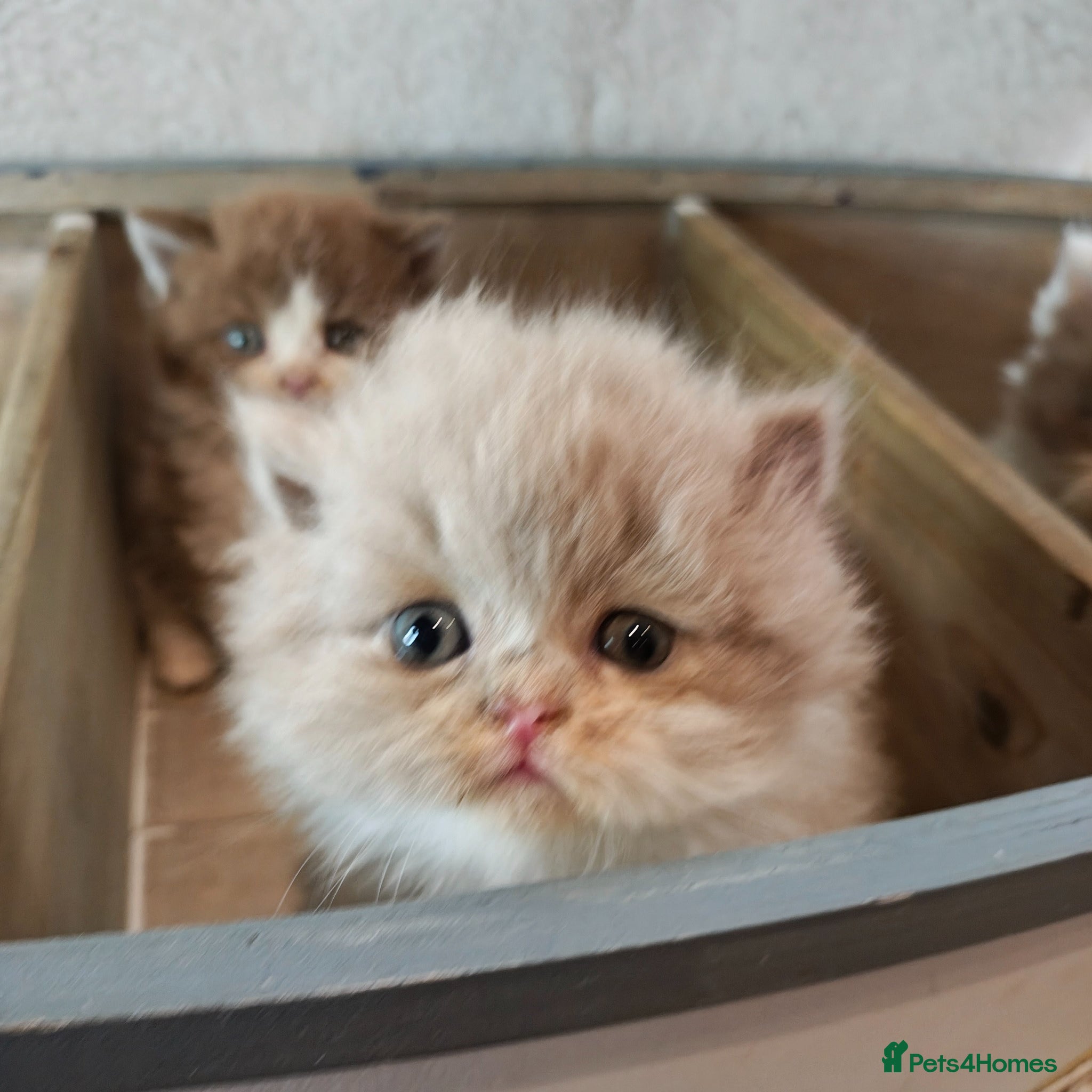 British Longhair cats Cinnamon & fawn bi colour longhair BLH  - Advert 13