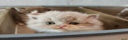 British Longhair cats for sale: Cinnamon & fawn bi colour longhair BLH  - Advert 1