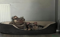 French Bulldog dogs for sale: female french bulldog  - Image 4