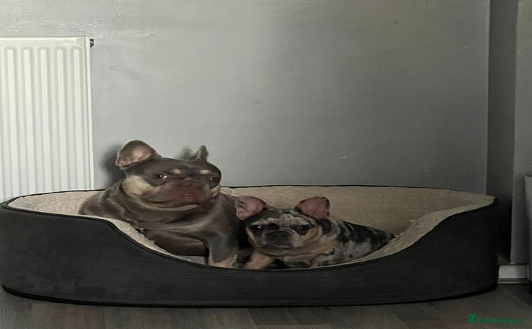 French Bulldog dogs - Advert 8