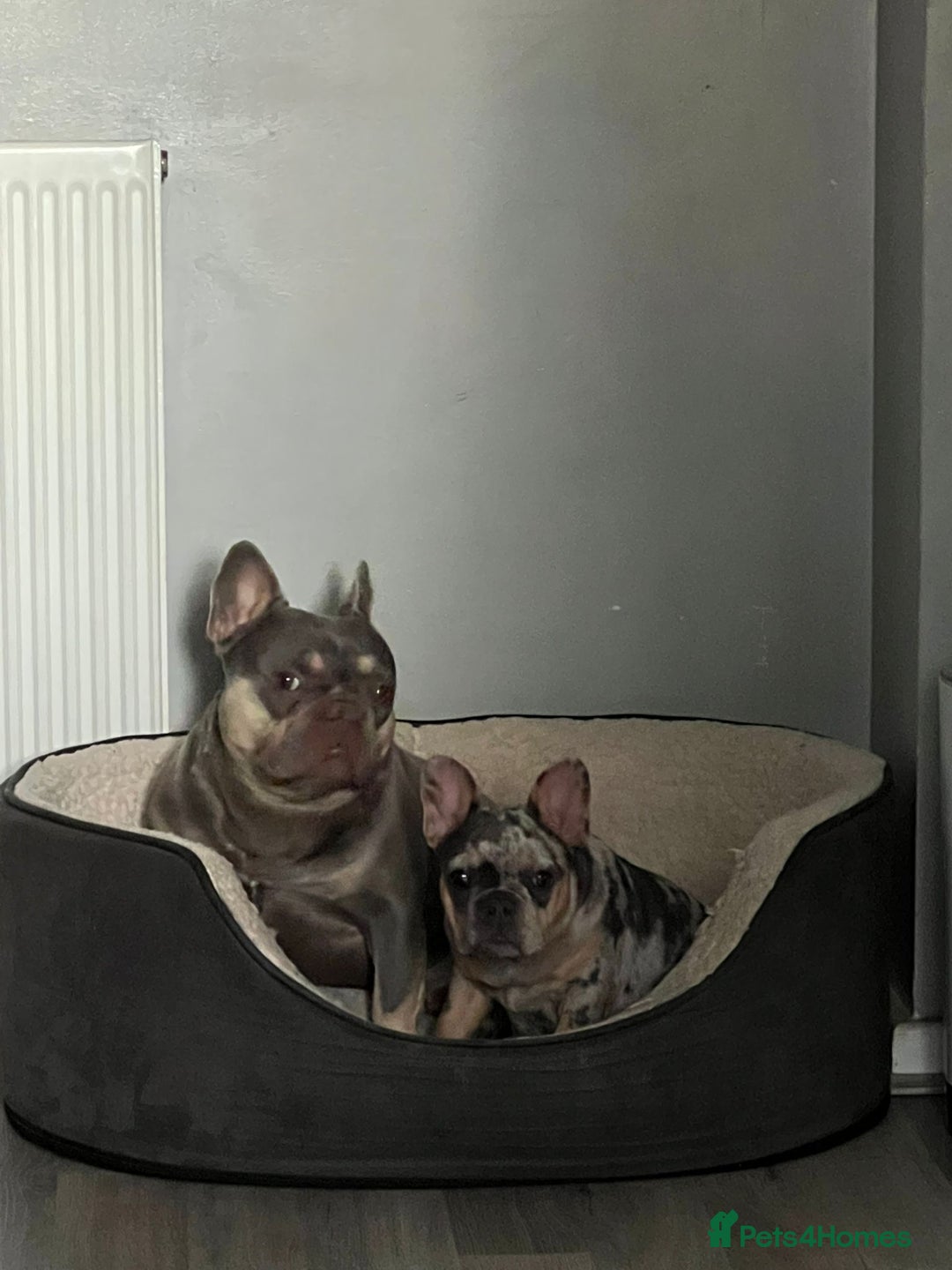 French Bulldog dogs for sale: female french bulldog  - Image 4