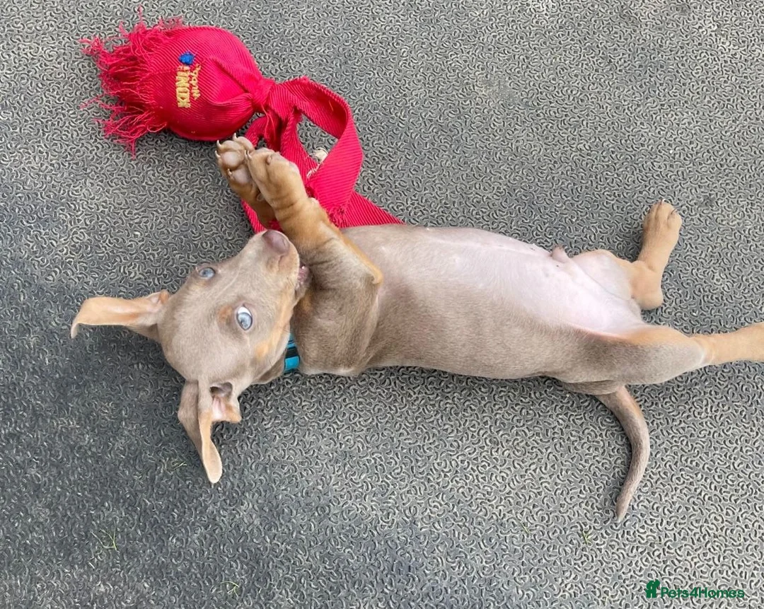 Miniature Dachshund dogs for sale: MINIATURE DACHSHUND MALE PUPPY KC REGISTERED in Colchester - Advert 2