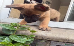 German Shepherd dogs for sale: READY NOW! German Shepherd x Belgian Malinois - Image 2