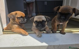 Puggle dogs for sale: Last female puppy left  - Image 3