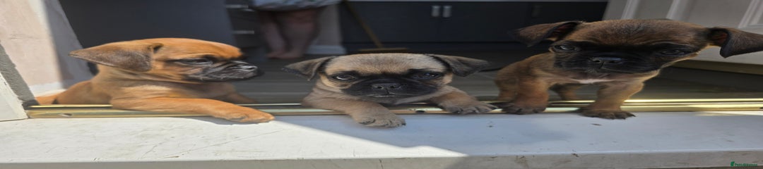 Puggle Puppy 1