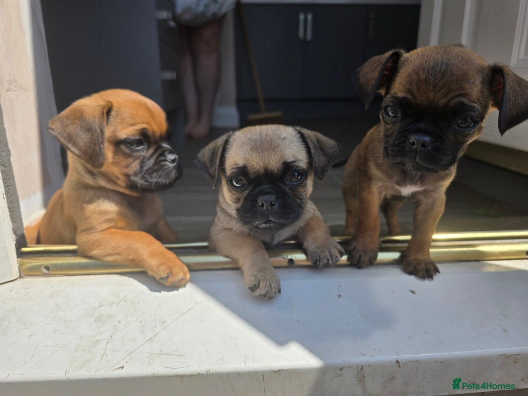 Puggle dogs for sale: Last female puppy left  - Image 3