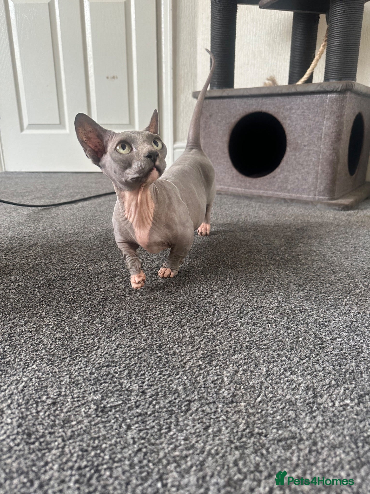 Sphynx cats Bambino female for sale  - Advert 17
