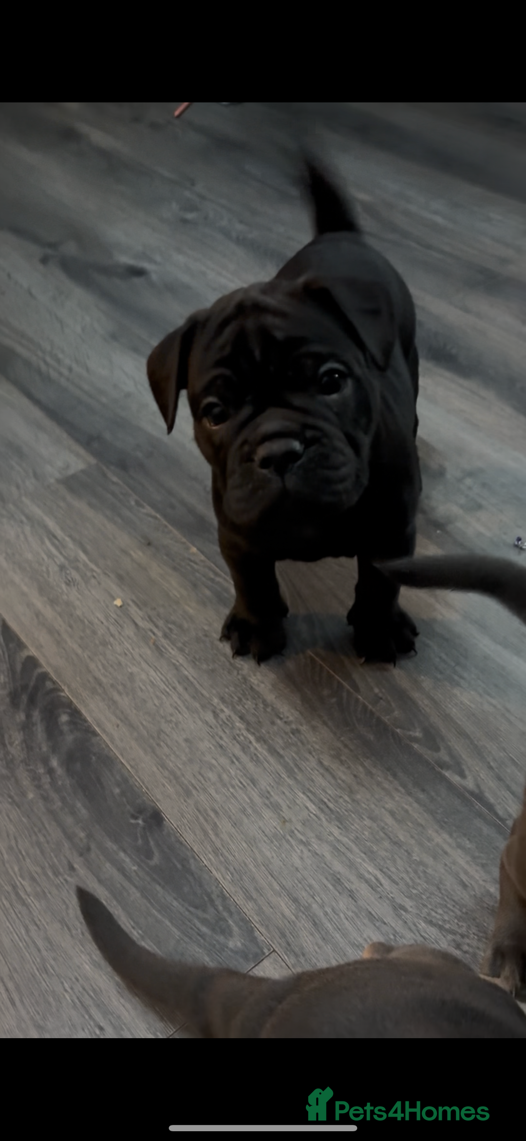 Olde English Bulldogge dogs for sale: Olde English Bulldogge Puppies - Image 14