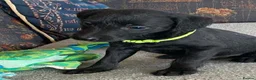 Mixed Breed dogs for sale: Bedlington x Whippet puppies - Advert 6