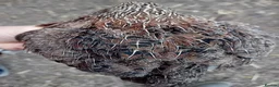 Quail poultry for sale: POL Coturnix Quail Hens  - Advert 6