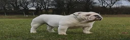 English Bulldog dogs for sale: Kc registered red & white puppies *5 females* - Advert 4