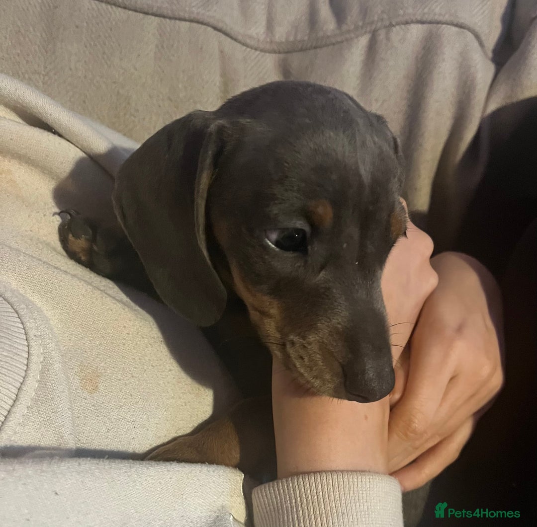 Dachshund dogs for sale: Blue and tan girl puppy - Advert 3