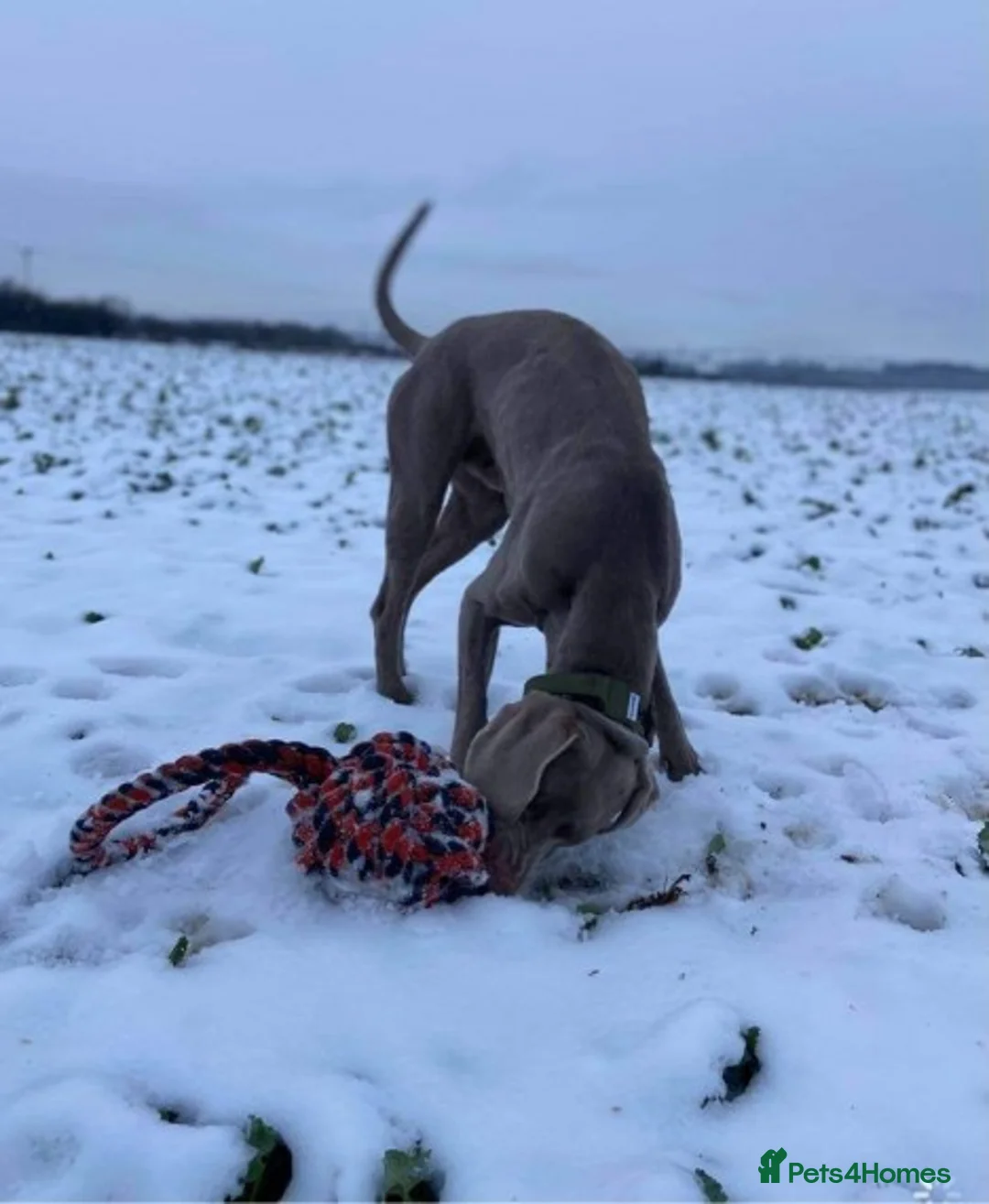 Weimaraner dogs for stud: beautiful Weimaraner super stud proven  in Durham - Advert 4