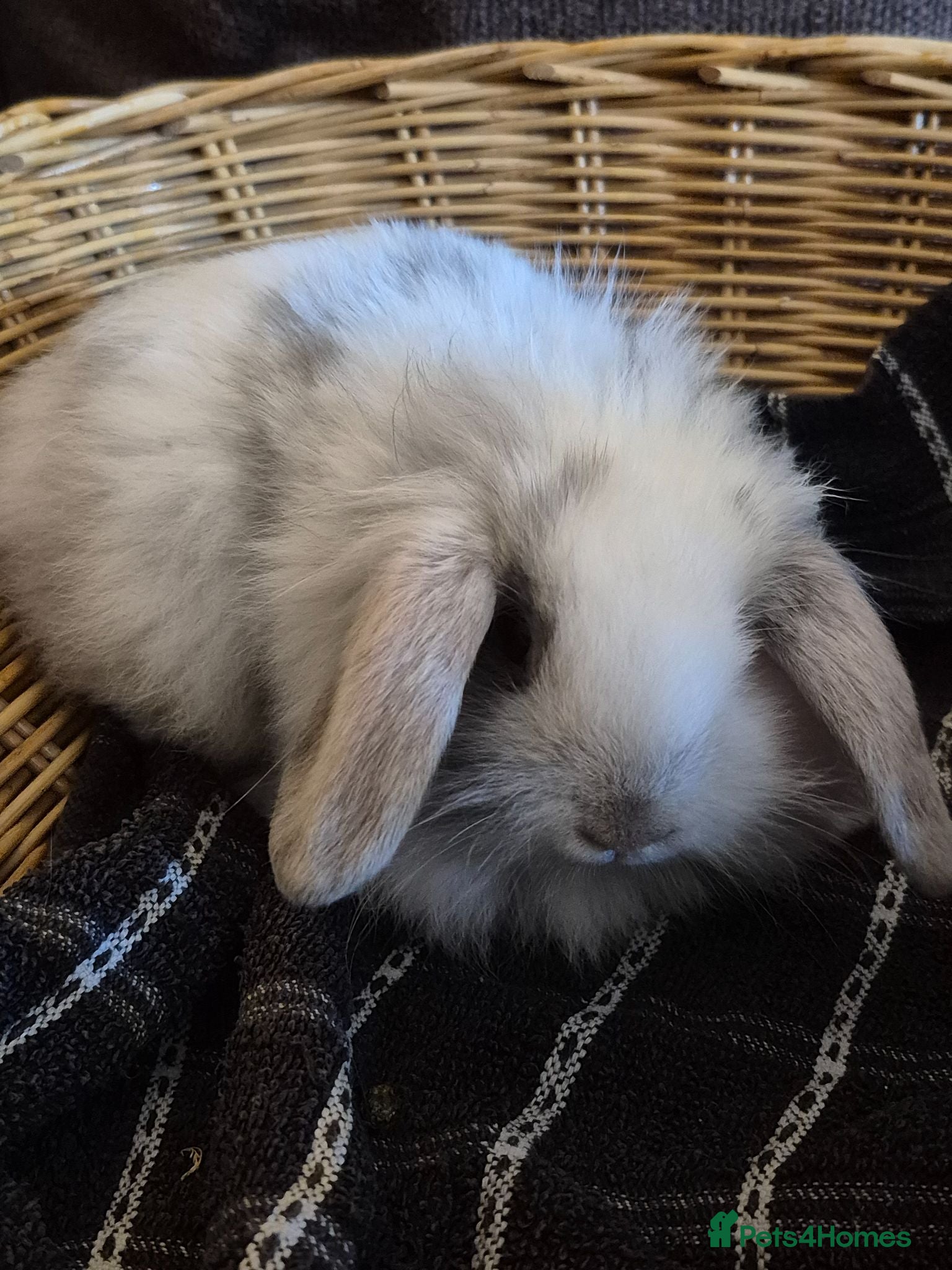 Mini Lion Lop rabbits READY THIS WEEKEND! Mini Lion Lop Baby Rabbits! - Advert 2