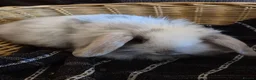 Mini Lion Lop rabbits for sale: READY THIS WEEKEND! Mini Lion Lop Baby Rabbits! - Advert 2
