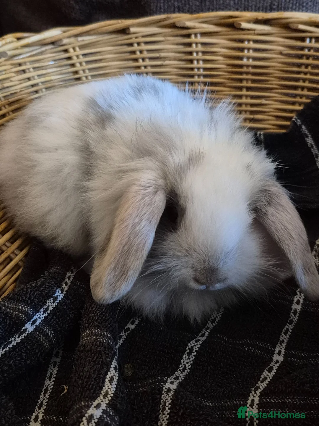 Mini Lion Lop rabbits for sale: READY THIS WEEKEND! Mini Lion Lop Baby Rabbits! - Advert 2