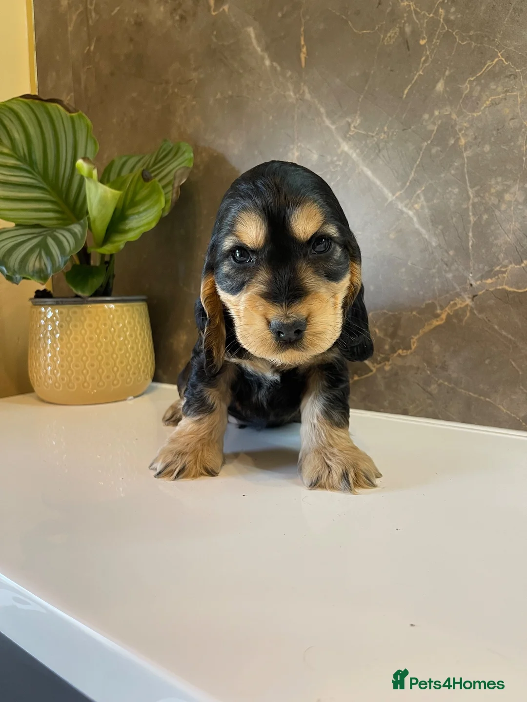 Cocker Spaniel dogs for sale: KC Registered Show Cocker Spaniels - Advert 21