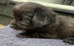 Chihuahua dogs for sale: Little Male Chihuahua  - Image 1