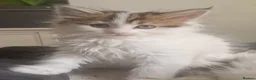 Mixed Breed cats for sale: mix Mainecoon - 1female- 1male - Advert 13