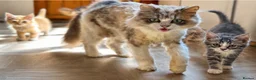 Ragdoll cats for sale: Ragdoll & Ragdoll cross kittens - Advert 4