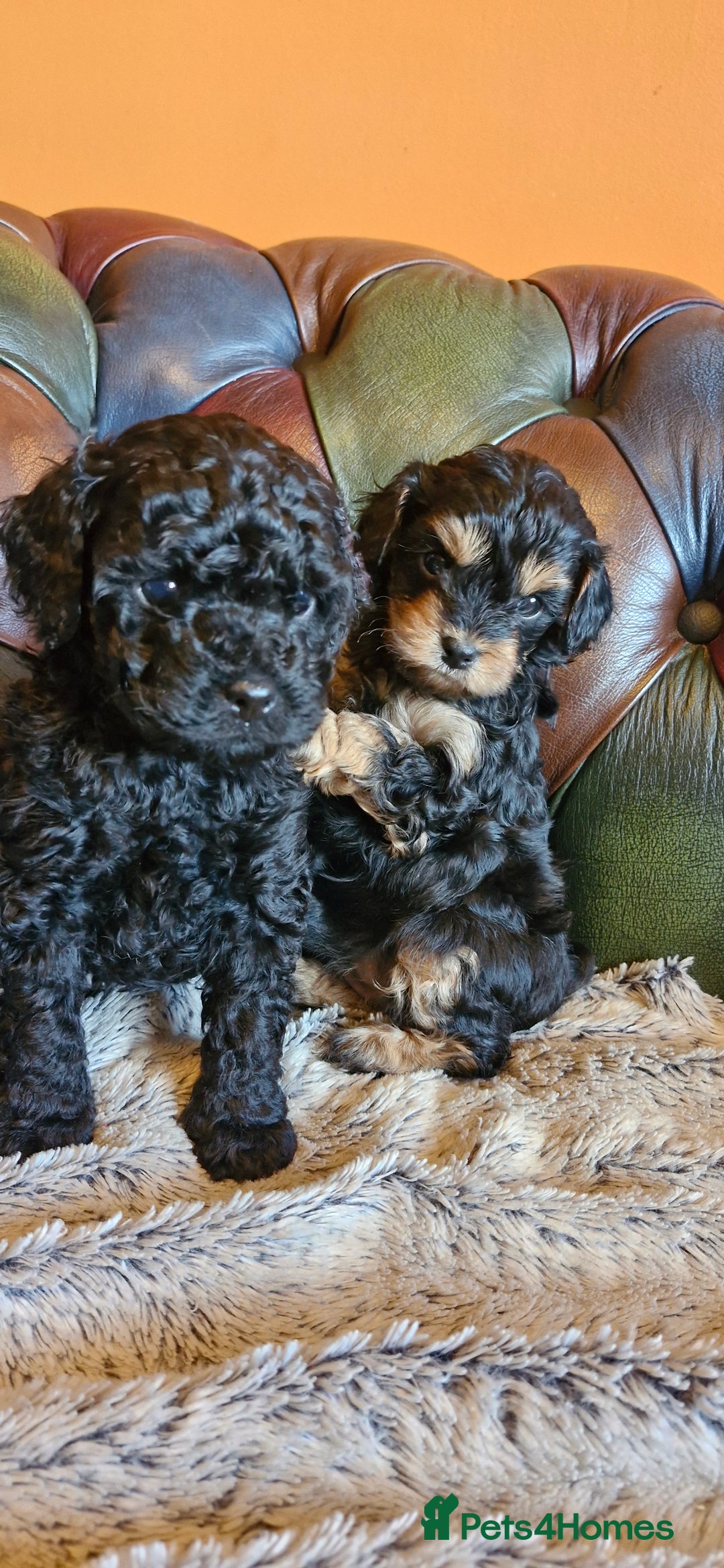 Cavapoo dogs for sale: Gorgeous f1b Cavapoo pups - Advert 9
