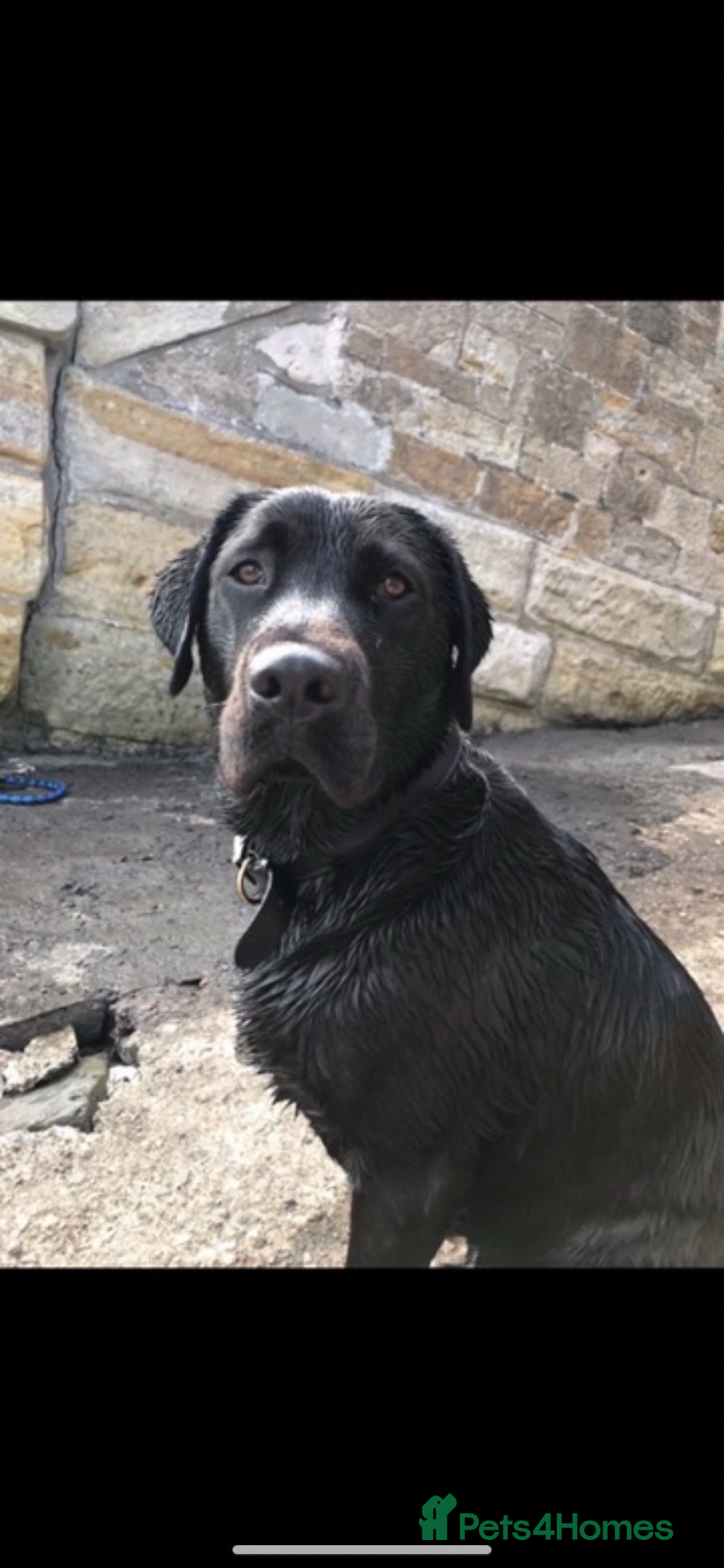 Labrador Retriever dogs Labrador retriever for stud - Advert 1