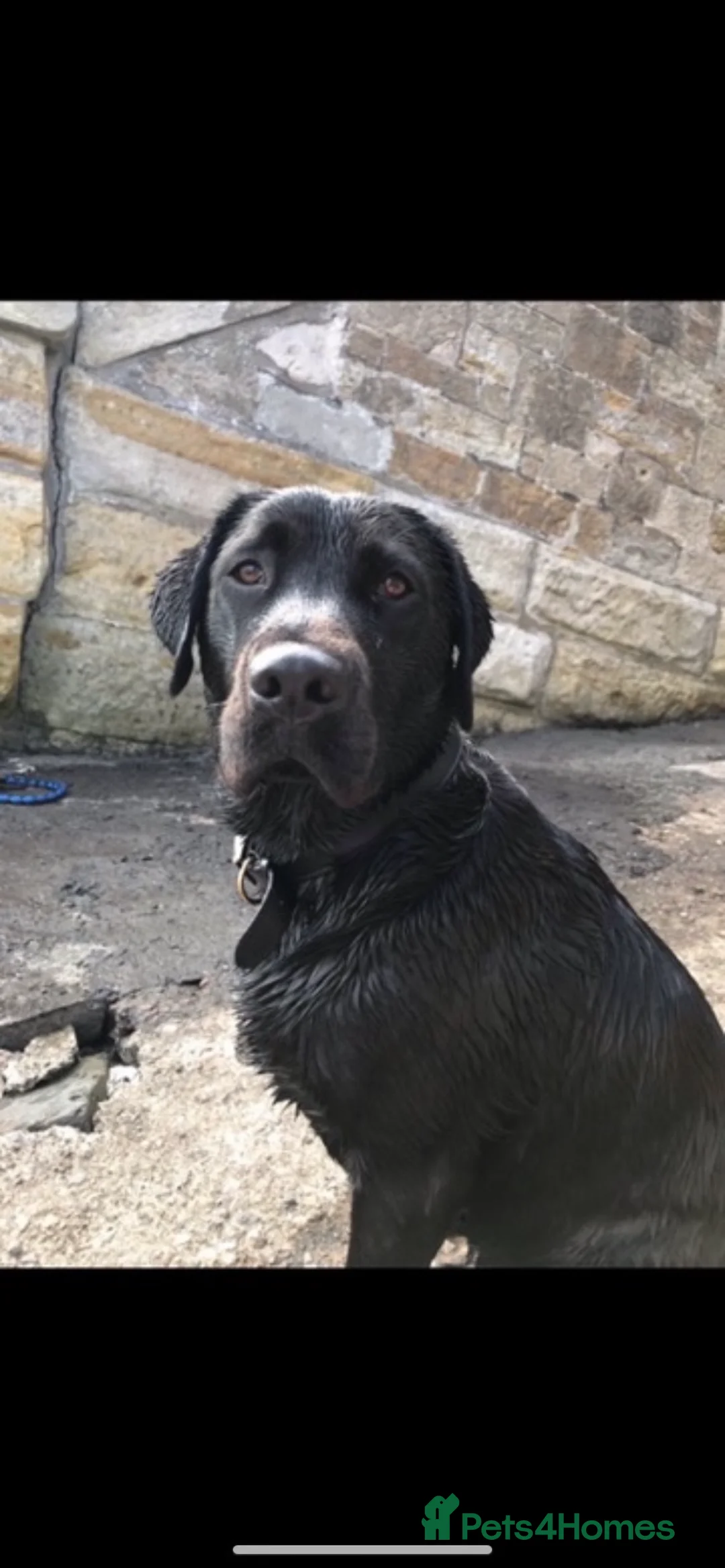 Labrador Retriever dogs for stud: Labrador retriever for stud - Advert 1
