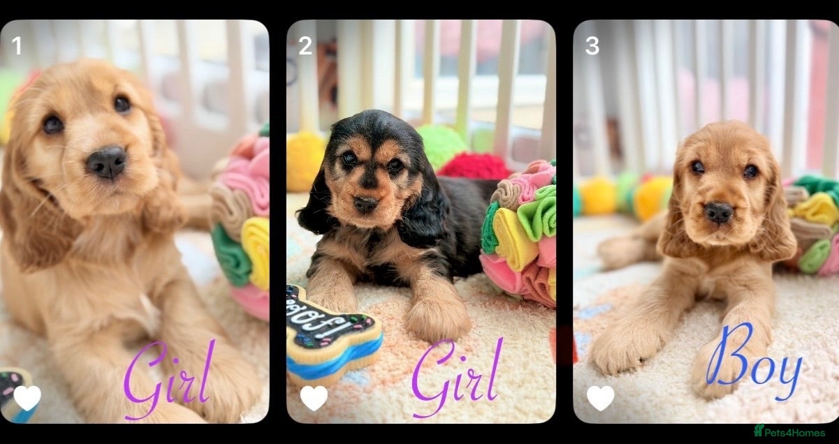 Cocker Spaniel dogs Champion Bloodline KC Show Cocker Spaniel Puppies  - Advert 1