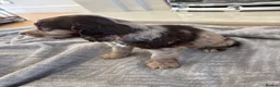 Cocker Spaniel dogs for sale: Cocker spaniel puppies 🖤🤎🤍 in Bedlington - Advert 4
