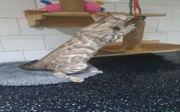Bengal cats for sale: 🔥✨Pedigree TICA-Registered Bengals - Image 24
