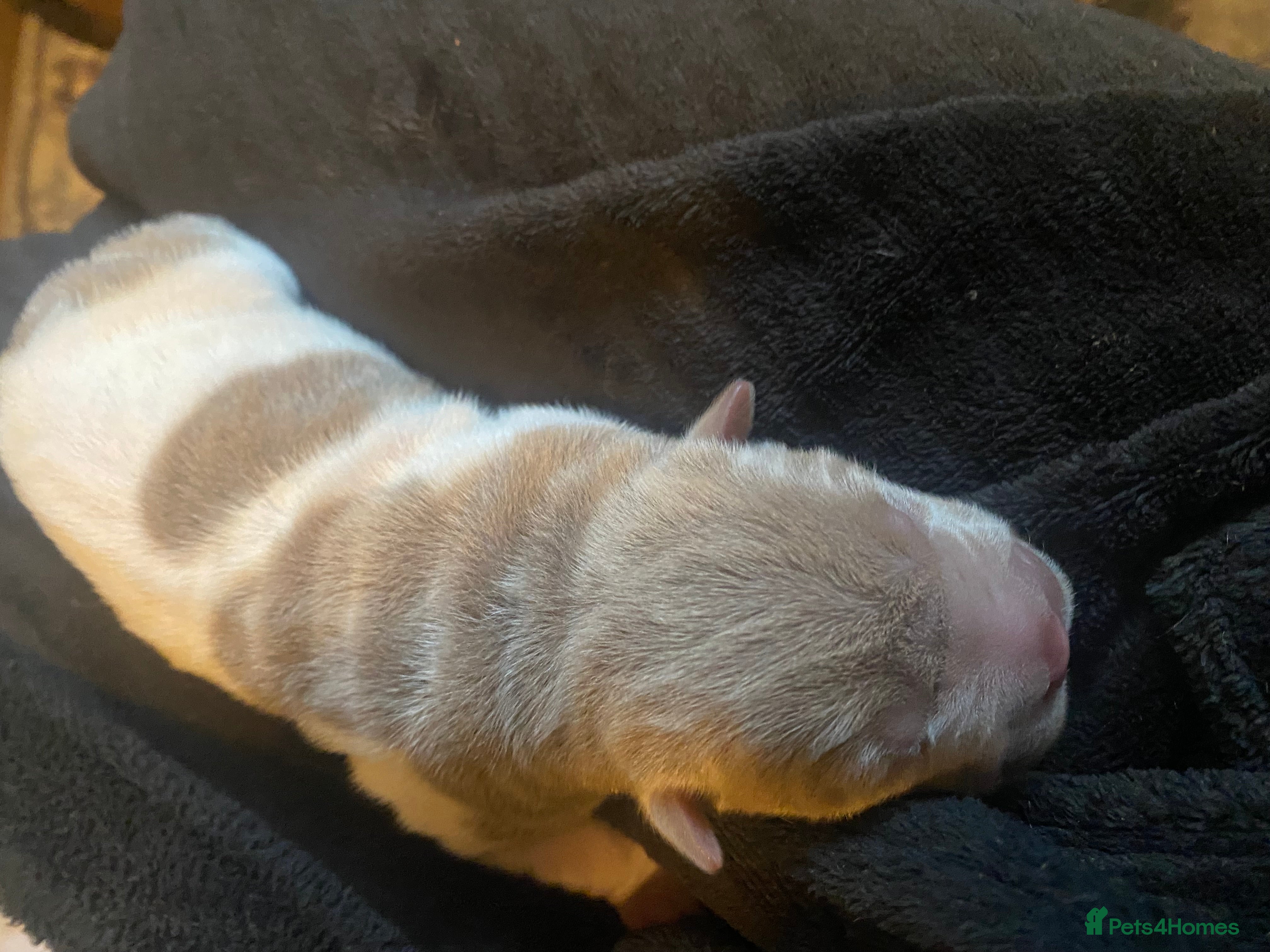 Shar Pei Puppy 3
