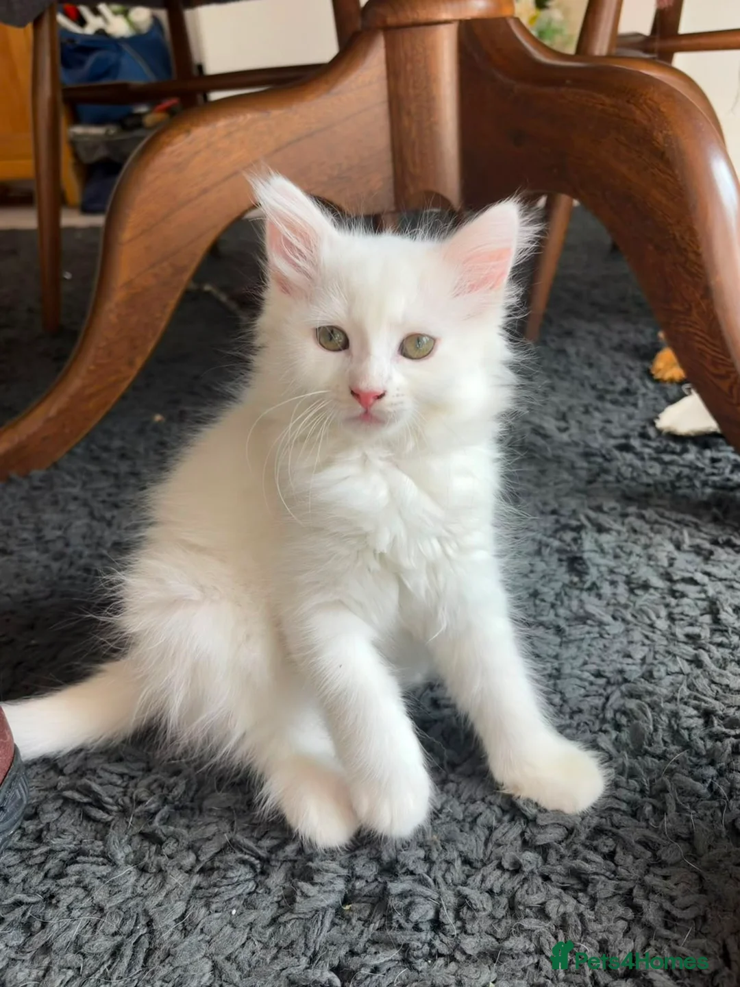 Mixed Breed cats for sale: Two little girls need a loving home.  in Feltham - Advert 4