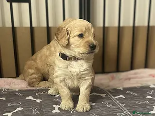 Double Doodle dogs Double Doodles Last boy available - Advert 1