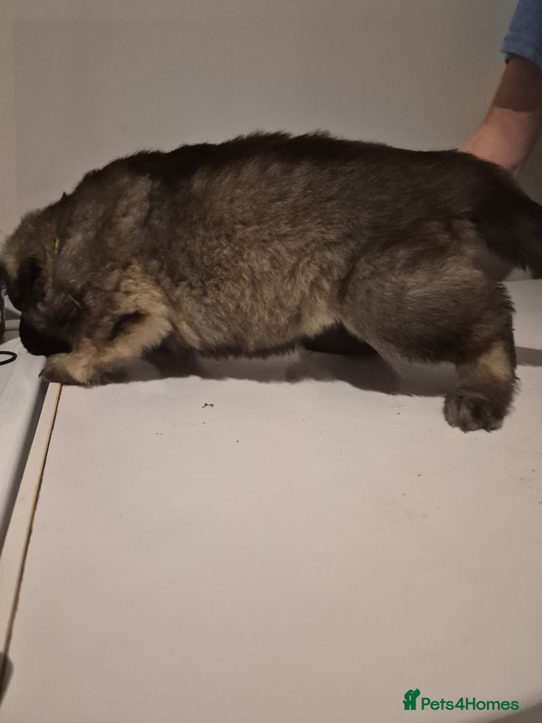 German Shepherd dogs for sale: 8 beautiful GSD puppies for sale  - Advert 18