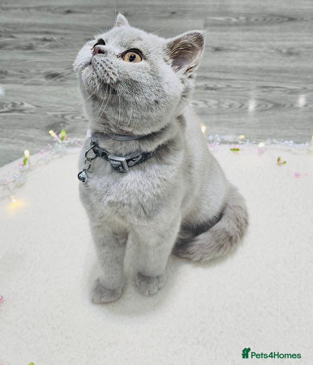 British Shorthair cats for sale: Beautiful Rare Fawn Lilac British Shorthair Girl! - Advert 2