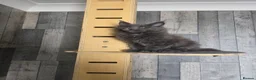 Maine Coon cats for sale: PURE MAINE COON - Advert 22
