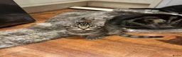 Mixed Breed cats for sale: Friendly and playful kittens - Advert 5