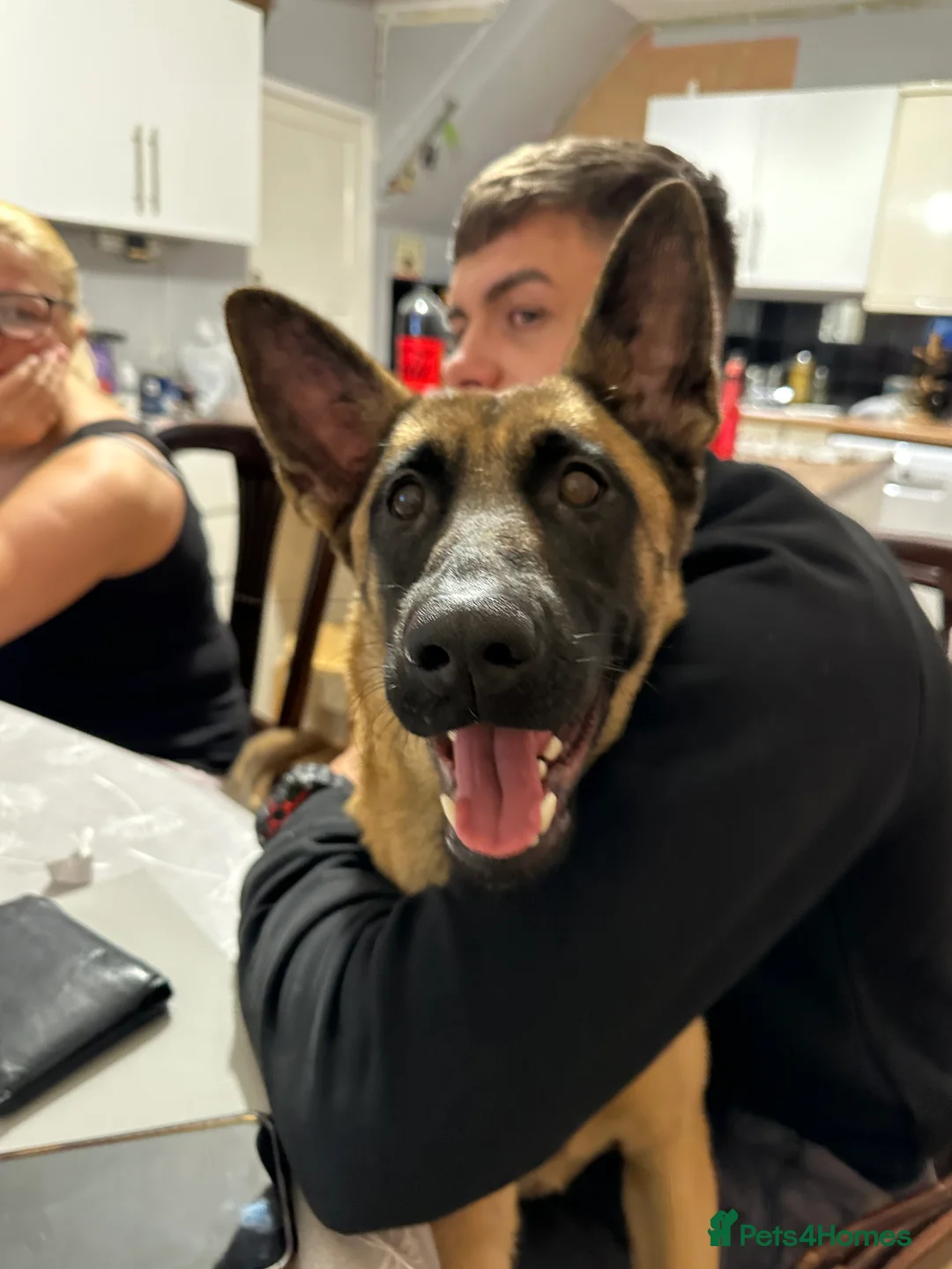 Belgian Shepherd Dog dogs for sale: Akira - Belgian Malinois  - Advert 2