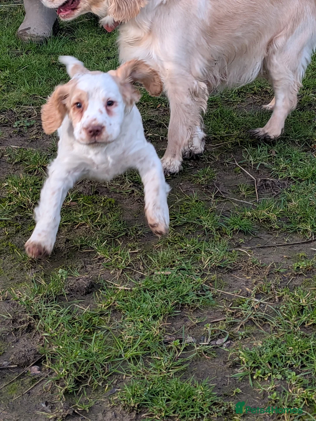 Cocker Spaniel dogs for sale: Cocker spaniel puppies  - Advert 7