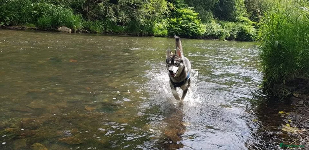 Siberian Husky dogs for stud:  Loki in Heywood - Advert 5