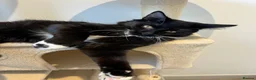 Mixed Breed cats for sale: Beautiful Maine Coon Type Tuxedo Male Cat 6 Months - Advert 7