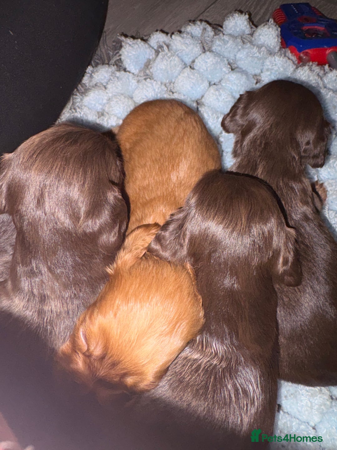 Cocker Spaniel dogs for sale: Cocker spaniel puppies  - Advert 3