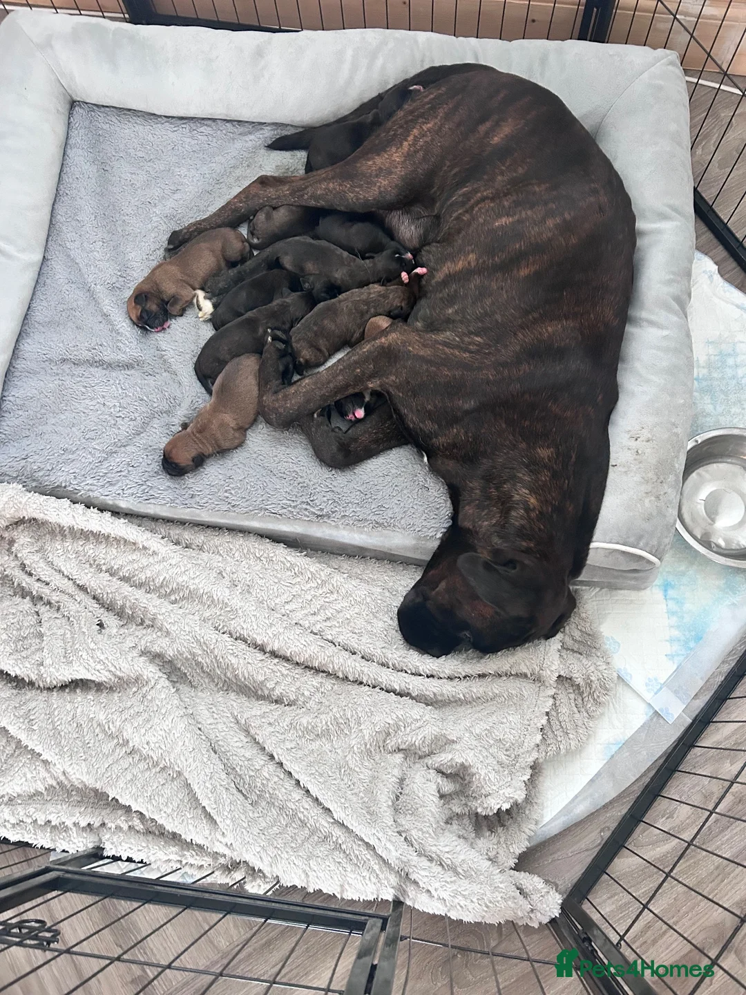 Boxer dogs for sale: Pedigree Boxer Puppies in Rochester - Advert 2