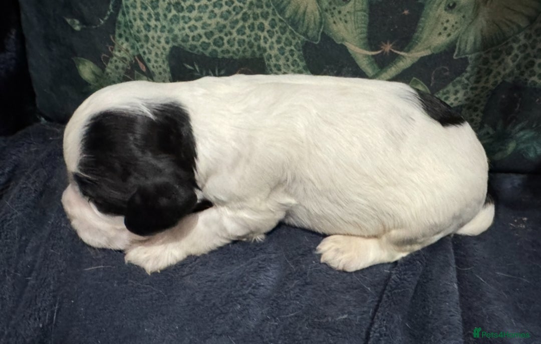 Cocker Spaniel dogs for sale: KC show cocker puppies black white blue roan - Image 16